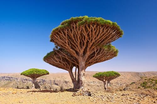 socotra dixam