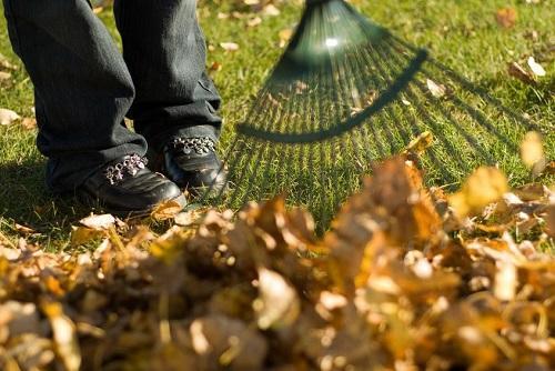 Rake-Leaves-in-the-Backyard