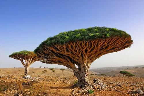 Yemens_Socotra