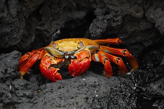 crab-63084_640