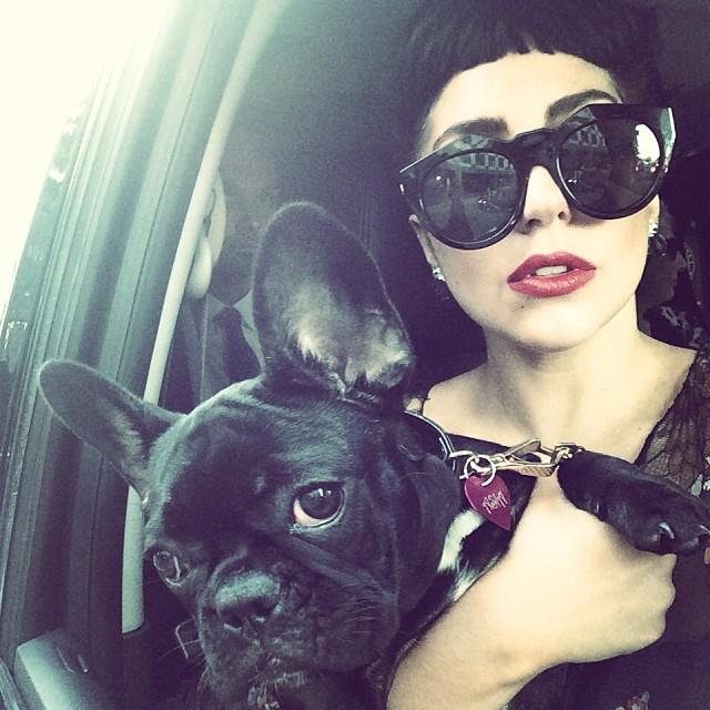 Lady-Gaga-french-bulldog-Asia