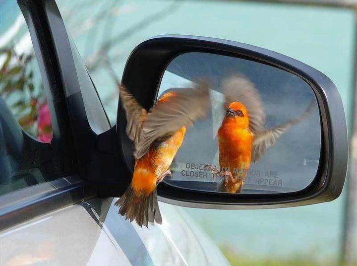 bird