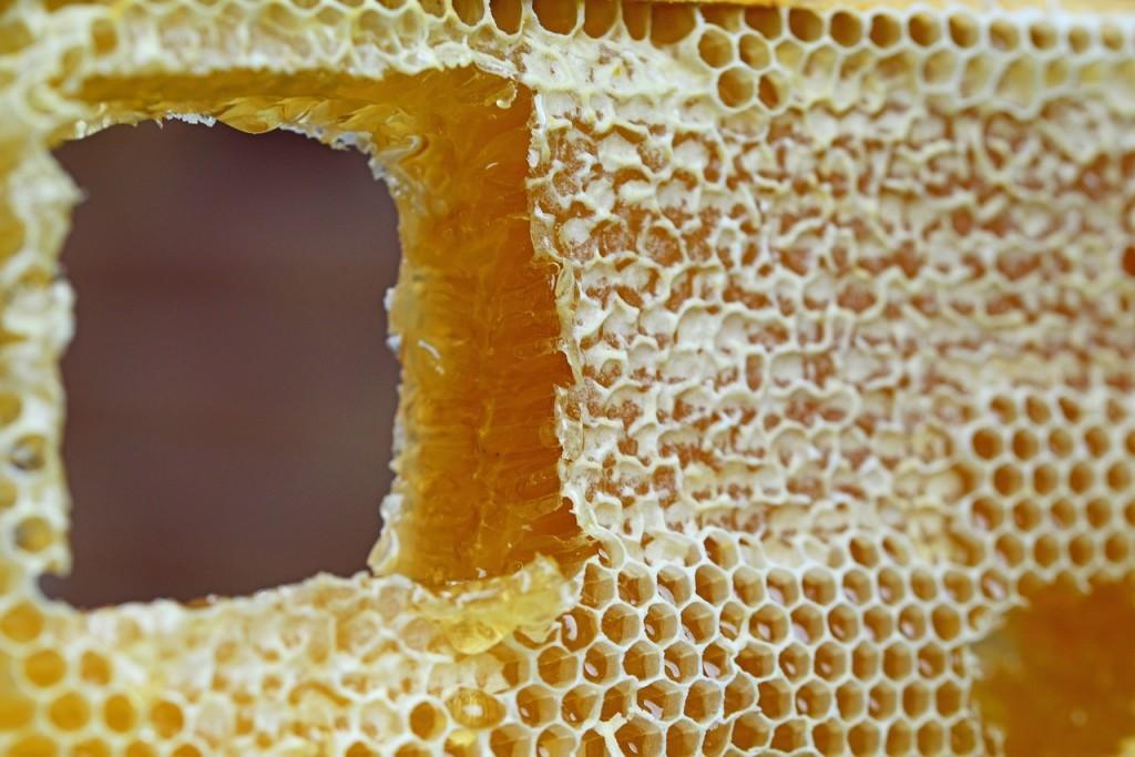 honeycomb-347558_1280