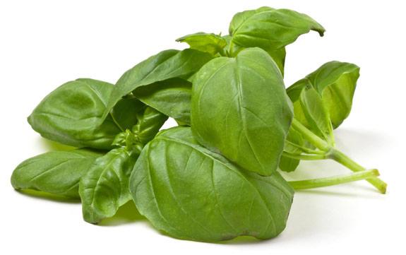 basil