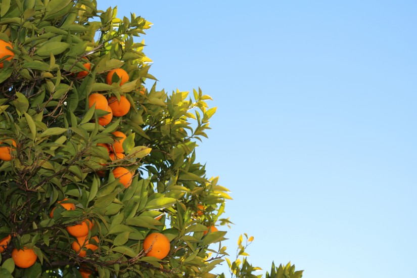 fruits-nature-oranges-3800-825x550