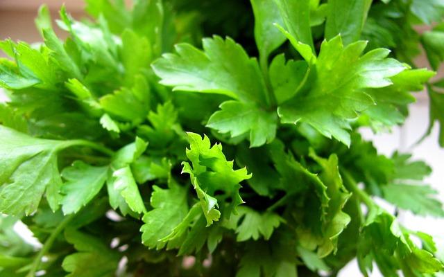 parsley-78807_640