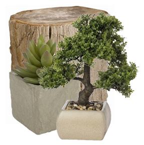 Bonsai