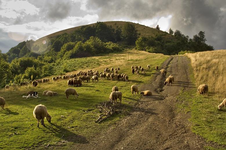 Sheep_Stara_planina