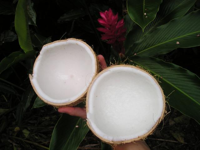 coconut-43_640