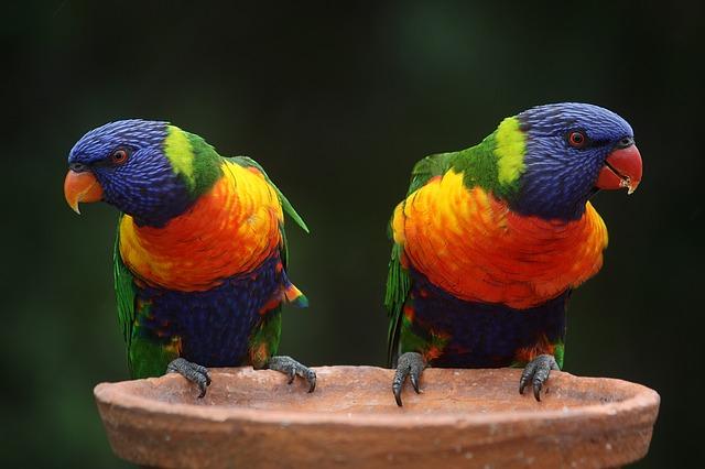 rainbow-lorikeet-686100_640