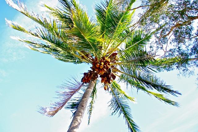 coconut-389043_640