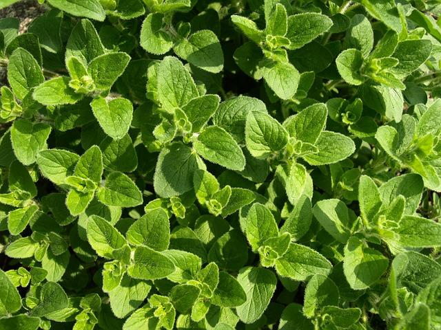 oregano-321746_640