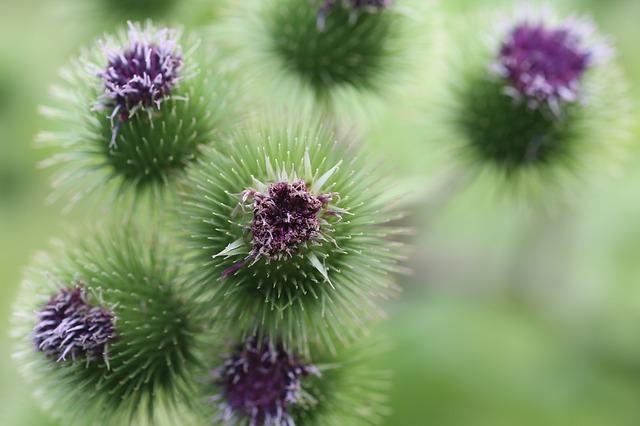 thistle-413715_640