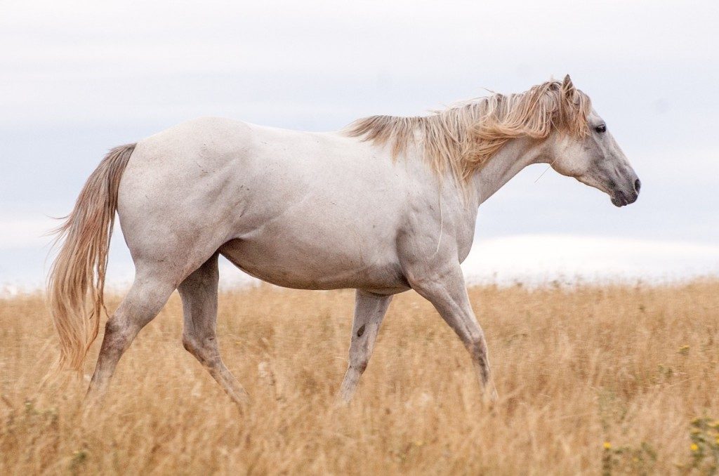 horses-1109401_1280