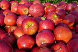 Przepisy na dania z jabłek