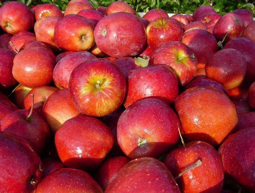 Przepisy na dania z jabłek