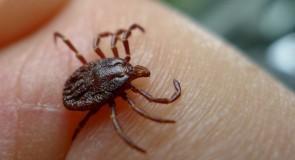 Borelioza – choroba z Lyme