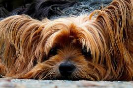 10 sposobów na poradzenie sobie ze stratą ukochanego zwierzaka