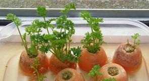 8 ekologicznych warzyw, które możesz wyhodować sama w domu