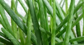 Jak zrobić aloesową maskę do skóry i włosów?