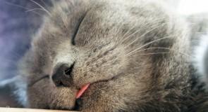 Wystarczy tylko 20 minut. 4 korzyści z codziennej drzemki!