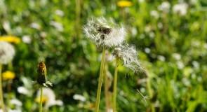 Jak naturalnie łagodzić alergię?