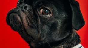 7 zaskakujących korzyści zdrowotnych z posiadania psa