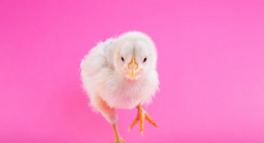 ŻYCZENIA WIELKANOCNE dla czytelników NaObcasach.pl