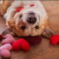 kochany piesek z którym spędzamy walentynki