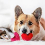 Walentynki z naszym pupilem – pomysły na wyjątkowy dzień z psem lub kotem