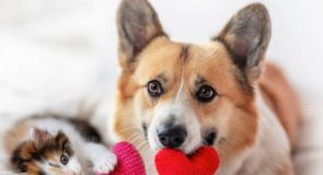 Walentynki z naszym pupilem – pomysły na wyjątkowy dzień z psem lub kotem