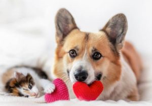 Walentynki z naszym pupilem – pomysły na wyjątkowy dzień z psem lub kotem